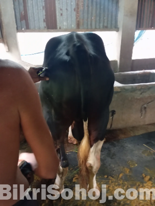 ১ টা কুরবানীর গরু আছে বিক্রয় এর জন্য